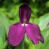 Roscoea 'Harvington Evening Star' -Ever Bloom Gardens pl2000044428