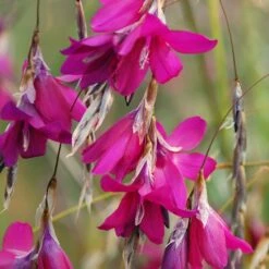 Dierama 'Blackberry Bells'