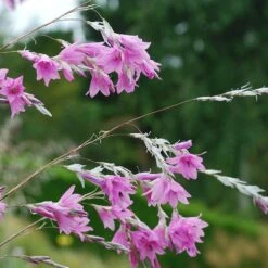 Dierama 'Pink Rocket'