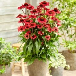 Echinacea SunSeekers Red ('Apecssired') (SunSeekers Series) -Ever Bloom Gardens pl2000045050 card3 lg