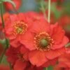 Geum 'Blazing Sunset' -Ever Bloom Gardens pl2000045608