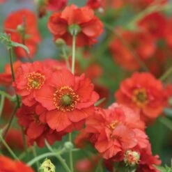Geum 'Blazing Sunset' -Ever Bloom Gardens pl2000045608 card2 lg