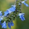 Salvia Uliginosa -Ever Bloom Gardens pl2000045777
