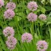 Allium Angulosum 'Summer Beauty' -Ever Bloom Gardens pl2000045940