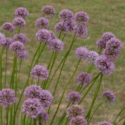 Allium Angulosum 'Summer Beauty' -Ever Bloom Gardens pl2000045940 card3 lg