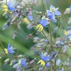 Dianella Revoluta Coolvista ('Allyn-Citation') (PBR) -Ever Bloom Gardens pl2000046251 card2 lg