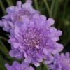 Scabiosa Flutter Deep Blue ('Balfluttdelu') (PBR) (Flutter Series) -Ever Bloom Gardens pl2000046256