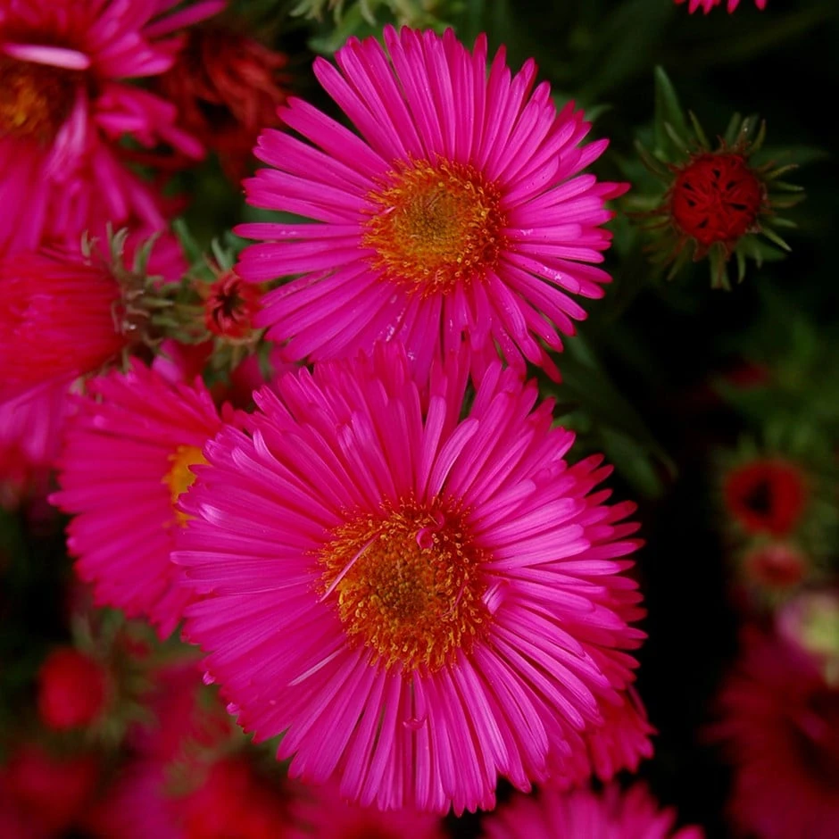 Symphyotrichum Novae-angliae 'Andenken An Alma Pötschke' 3 Symphyotrichum Novae-angliae 'Andenken An Alma Pötschke'