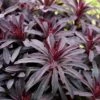 Euphorbia 'Miners Merlot' (PBR) -Ever Bloom Gardens pl2000046674