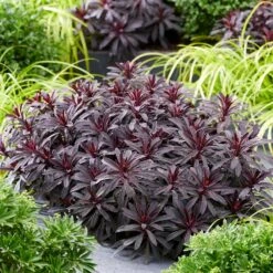 Euphorbia 'Miners Merlot' (PBR) -Ever Bloom Gardens pl2000046674 card4 lg