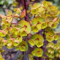 Euphorbia 'Miners Merlot' (PBR) -Ever Bloom Gardens pl2000046674 card5 lg