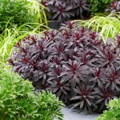 Euphorbia 'Miners Merlot' (PBR) -Ever Bloom Gardens pl2000046674 card6 lg