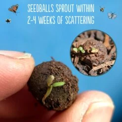 Seedballs Native Wildflowers For Shade -Ever Bloom Gardens pl2000048350 card5 lg