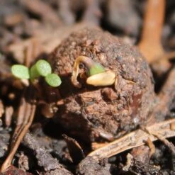 Seedballs Native Wildflowers For Shade -Ever Bloom Gardens pl2000048350 card6 lg