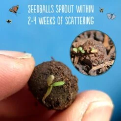 Seedballs Native Annual Wildflowers -Ever Bloom Gardens pl2000048353 card5 lg
