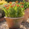 Lucca Terracotta Pot 2 Lucca Terracotta Pot -Ever Bloom Gardens pr2000012805