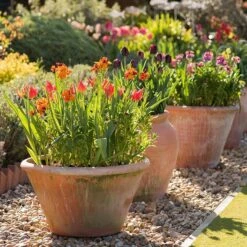 Lucca Terracotta Pot -Ever Bloom Gardens pr2000012805 card2 lg