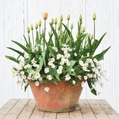 Lucca Terracotta Pot -Ever Bloom Gardens pr2000012805 card4 lg