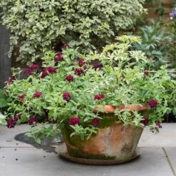 Lucca Terracotta Pot -Ever Bloom Gardens pr2000012805 card5 lg