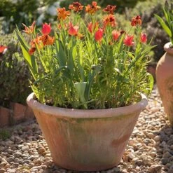 Lucca Terracotta Pot -Ever Bloom Gardens pr2000012805 card6 lg