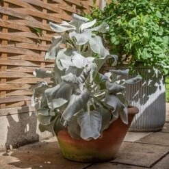 Lucca Terracotta Pot -Ever Bloom Gardens pr2000012805 card8 lg