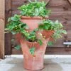 Terracotta Strawberry Planter -Ever Bloom Gardens pr2000012807