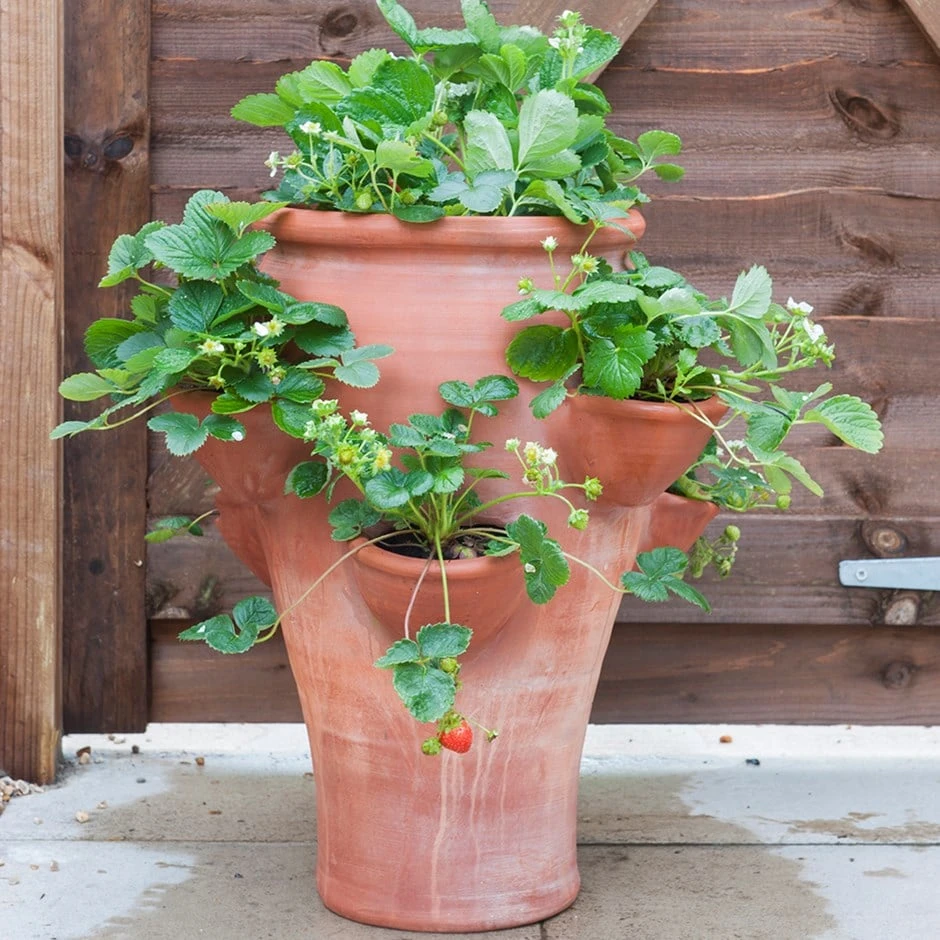 Terracotta Strawberry Planter 3 Terracotta Strawberry Planter