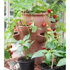 Terracotta Strawberry Planter 9 Terracotta Strawberry Planter -Ever Bloom Gardens pr2000012807 card4 lg