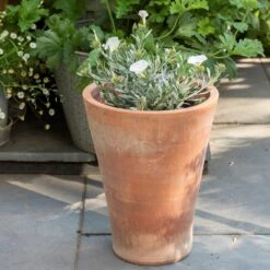 Empoli Terracotta Lily Pot -Ever Bloom Gardens pr2000012808 card3 lg
