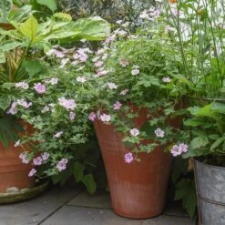 Empoli Terracotta Lily Pot -Ever Bloom Gardens pr2000012808 card4 lg