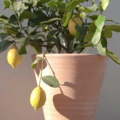 Empoli Terracotta Lily Pot -Ever Bloom Gardens pr2000012808 card6 lg