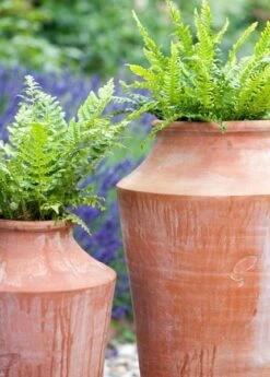 Terracotta Oil Pot 10 Terracotta Oil Pot -Ever Bloom Gardens pr2000016940 card4 lg