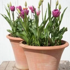 Terracotta Arc Pot -Ever Bloom Gardens pr2000016942 card4 lg