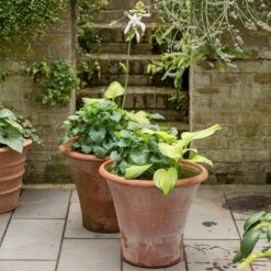 Terracotta Arc Pot -Ever Bloom Gardens pr2000016942 card5 lg