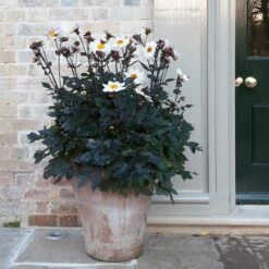 Terracotta Arc Pot -Ever Bloom Gardens pr2000016942 card7 lg