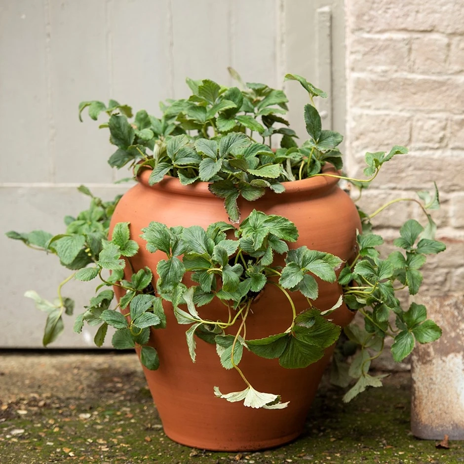 Terracotta Strawberry Pot 3 Terracotta Strawberry Pot
