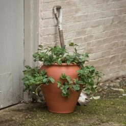 Terracotta Strawberry Pot 8 Terracotta Strawberry Pot -Ever Bloom Gardens pr2000017234 card3 lg