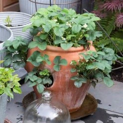 Terracotta Strawberry Pot 9 Terracotta Strawberry Pot -Ever Bloom Gardens pr2000017234 card4 lg