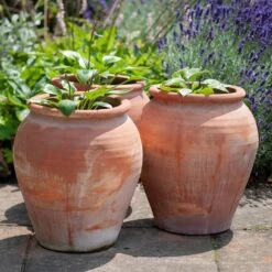 Terracotta Tulip Pot -Ever Bloom Gardens pr2000017349 card10 lg
