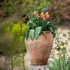 Terracotta Tulip Pot -Ever Bloom Gardens pr2000017349 card3 lg