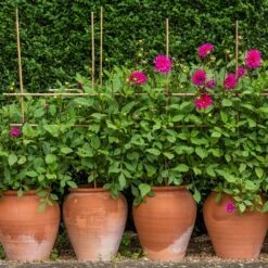 Terracotta Tulip Pot -Ever Bloom Gardens pr2000017349 card5 lg