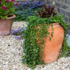Terracotta Tulip Pot -Ever Bloom Gardens pr2000017349 card6 lg
