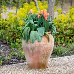 Terracotta Tulip Pot -Ever Bloom Gardens pr2000017349 card7 lg