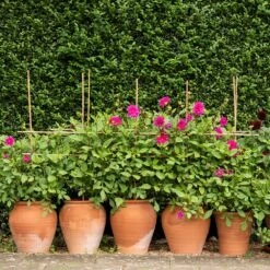 Terracotta Tulip Pot -Ever Bloom Gardens pr2000017349 card8 lg