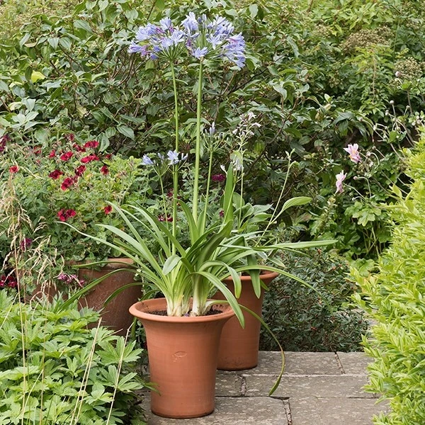 Terracotta Flared Rim Pot 5 Terracotta Flared Rim Pot - Image 3