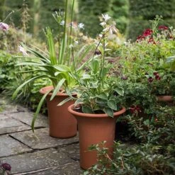 Terracotta Flared Rim Pot 15 Terracotta Flared Rim Pot -Ever Bloom Gardens pr2000017350 card5 lg