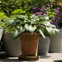 Terracotta Flared Rim Pot 16 Terracotta Flared Rim Pot -Ever Bloom Gardens pr2000017350 card6 lg
