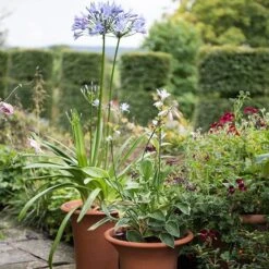 Terracotta Flared Rim Pot 17 Terracotta Flared Rim Pot -Ever Bloom Gardens pr2000017350 card7 lg