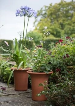 Terracotta Flared Rim Pot 18 Terracotta Flared Rim Pot -Ever Bloom Gardens pr2000017350 card8 lg