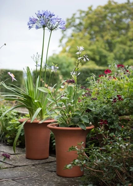 Terracotta Flared Rim Pot 10 Terracotta Flared Rim Pot - Image 8